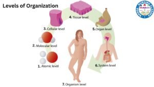 levels of structural organization in hindi, level of structural organization in hindi, level of structural organisation in hindi, levels of structural organization in human body, level of structural organization hindi mai, levels of structural organization in the human body, structural organization of body systems in hindi, levels of structural organisation in human body, levels of structural organization, various levels of structural organization in pharmacy