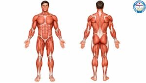 Human muscular system anatomy