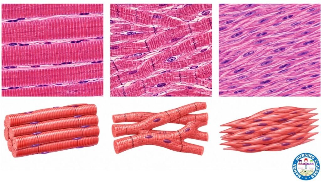Three types of muscles in the human body, Muscular System in Hindi